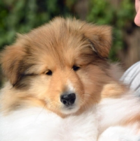 Collie Welpe kaufen