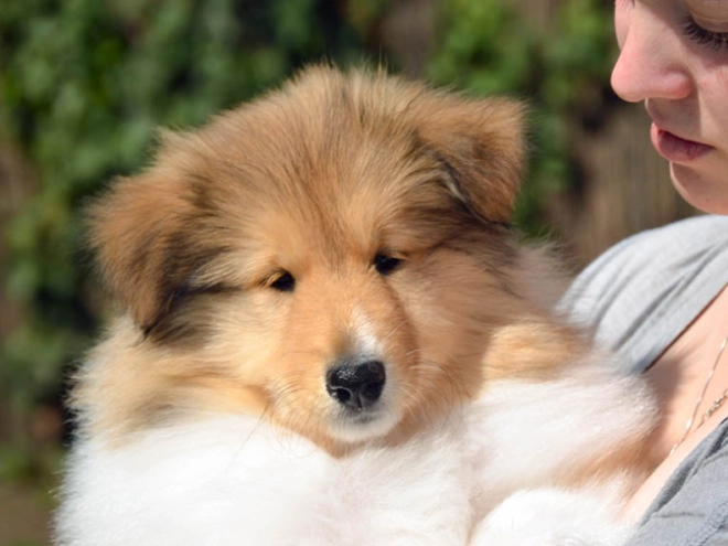 Collie Welpe kaufen