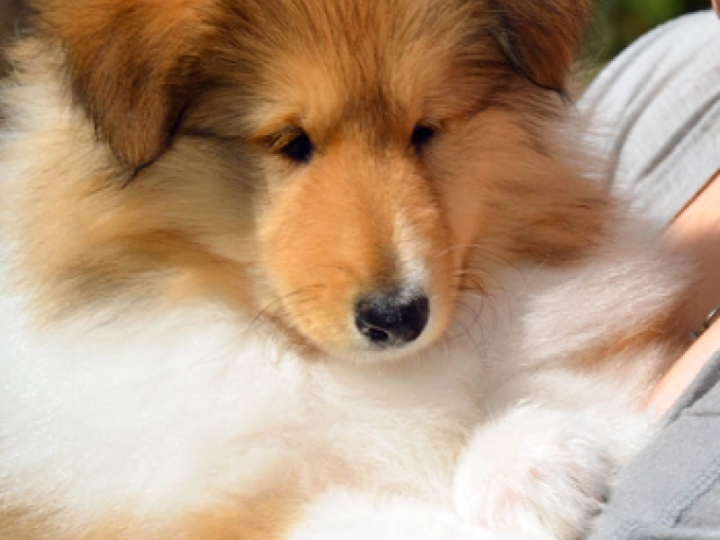 Collie Welpe kaufen