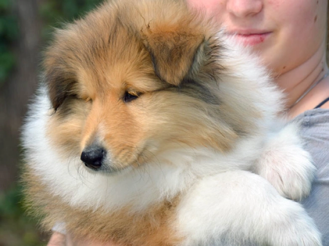 Collie Welpe kaufen