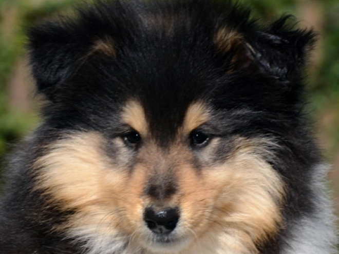 Collie Welpe kaufen
