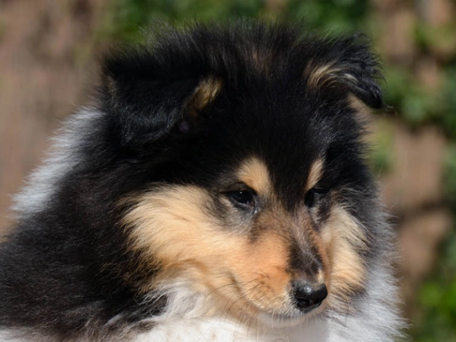 Collie Welpe kaufen