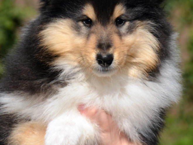 Collie Welpe kaufen