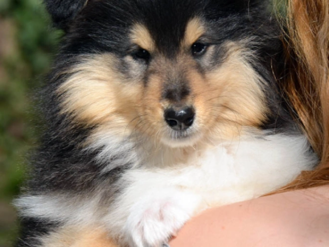 Collie Welpe kaufen
