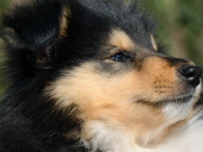 Collie Welpe kaufen