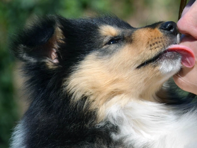 Collie Welpe kaufen