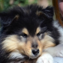 Paint it Black, tricolor Collie Welpen kaufen