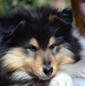 Collie Welpe kaufen