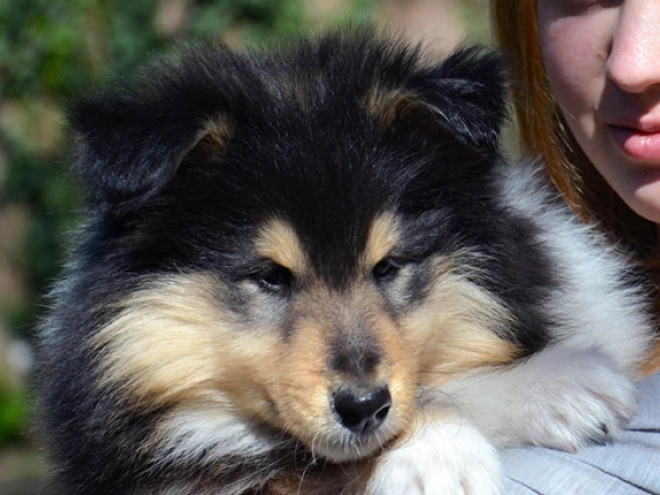 Collie Welpe kaufen