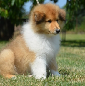 Perros Collie en venta