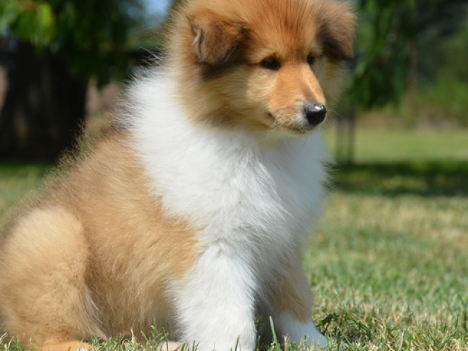 Perros Collie en venta
