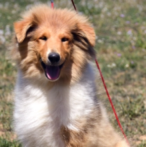 Collie puppy for sale