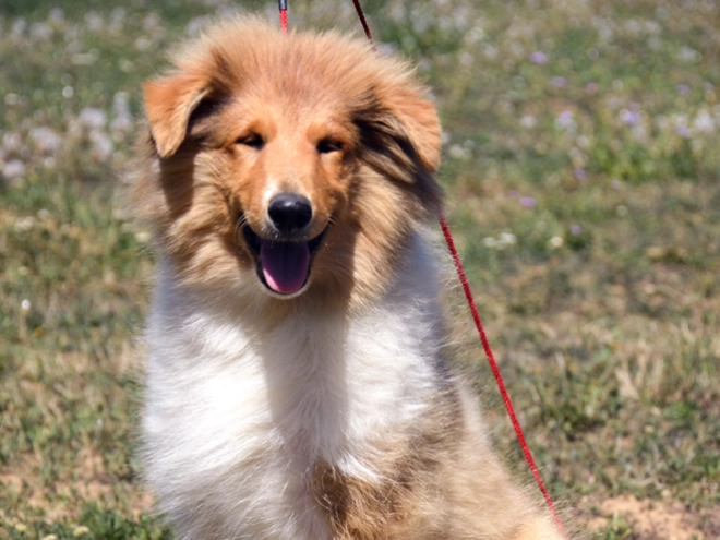 Collie puppy for sale