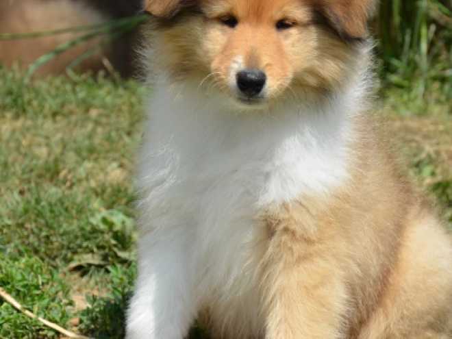 Perros Collie en venta