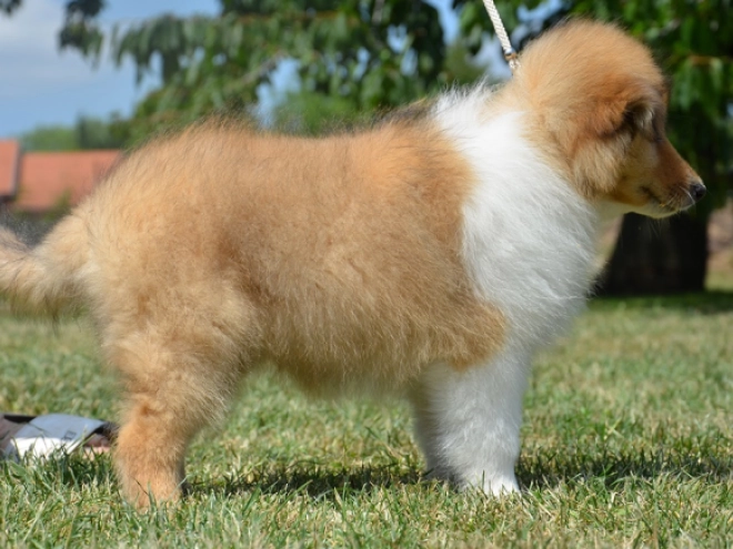 Perros Collie en venta