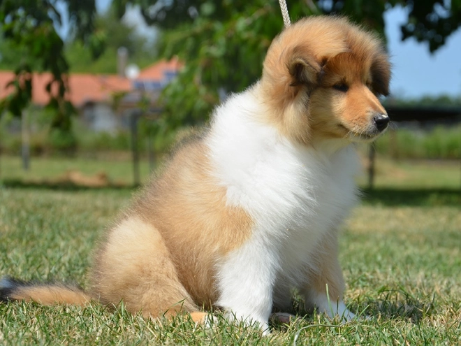 Perros Collie en venta
