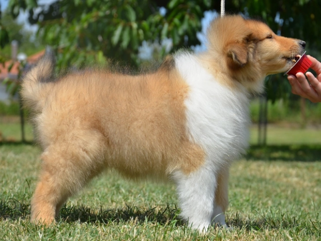 Perros Collie en venta