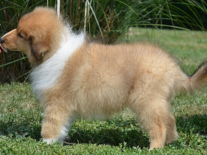 Perros Collie en venta