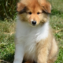 Snowdot, gold sable Collie for sale
