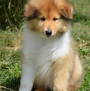 Perros Collie en venta