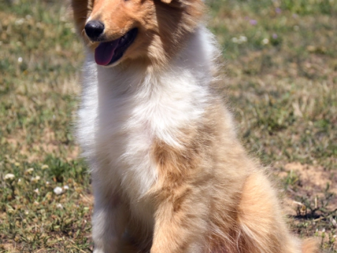 Collie puppy for sale