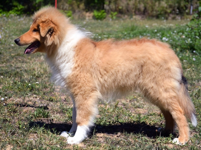 Collie puppy for sale