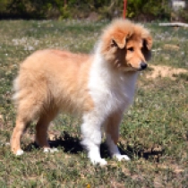 Noble, gold sable Collie for sale