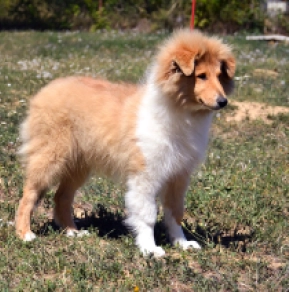 Collie puppy for sale