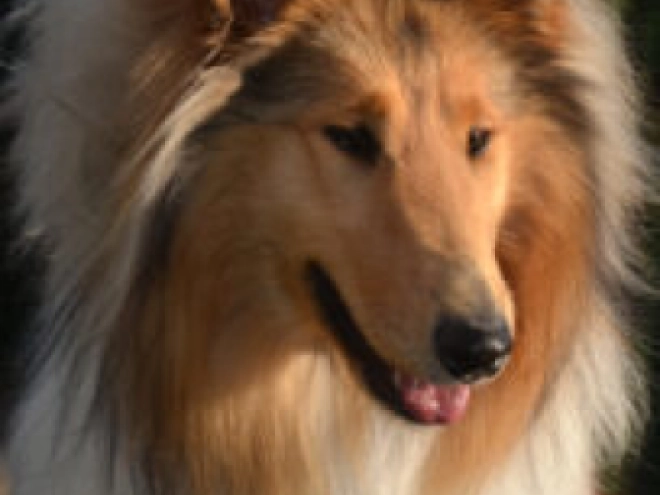 Perros Collie en venta