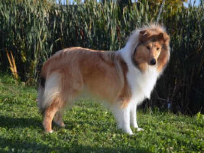Perros Collie en venta