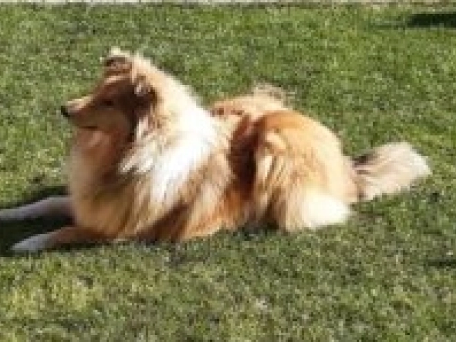 Perros Collie en venta