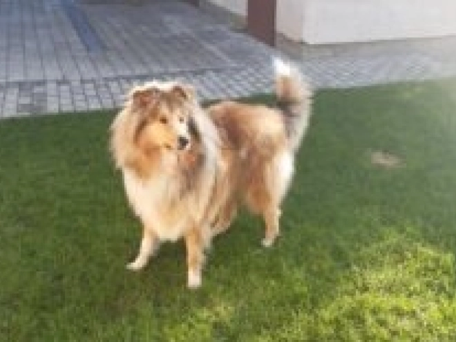 Perros Collie en venta