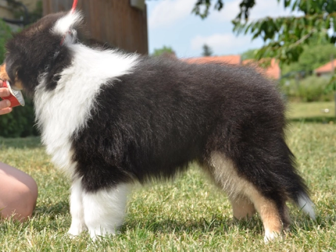 Perros Collie en venta