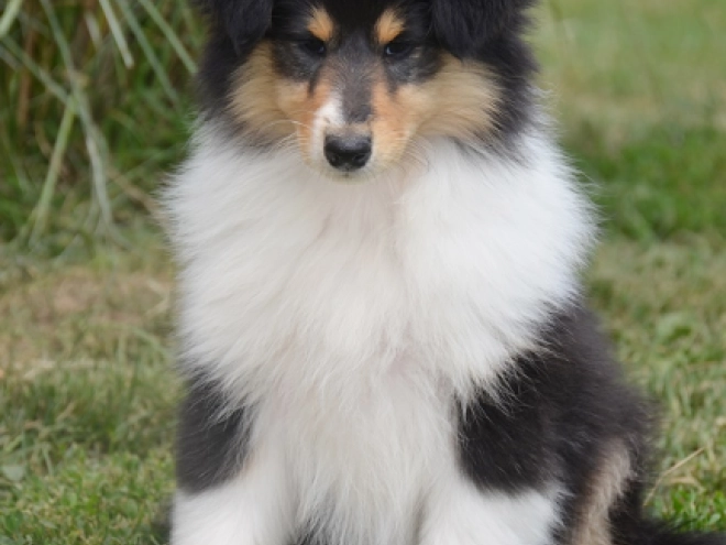 Perros Collie en venta