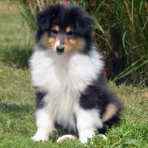 Riot Noir, tricolor Collie for sale