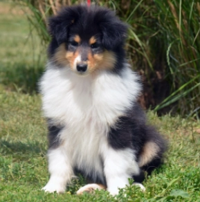 Perros Collie en venta