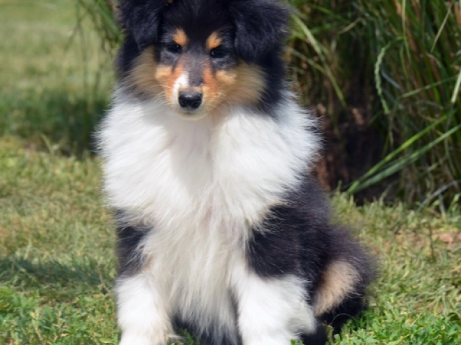 Perros Collie en venta