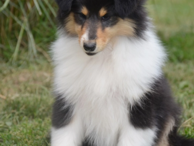 Perros Collie en venta