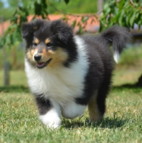 Perros Collie en venta