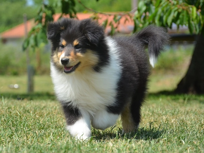 Perros Collie en venta