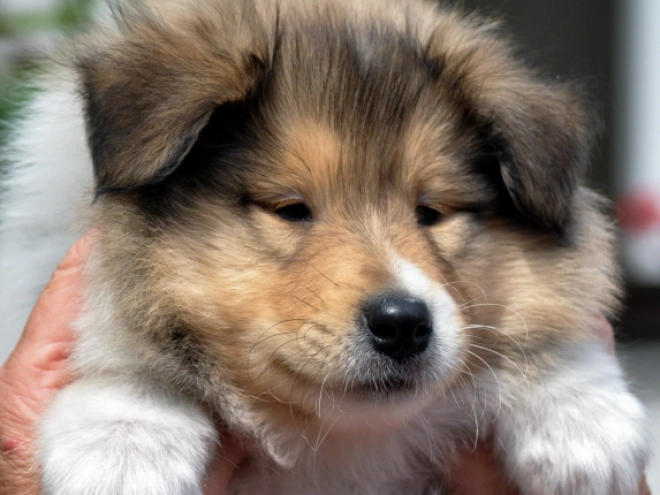 Collie Welpe kaufen