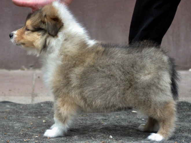Collie Welpe kaufen