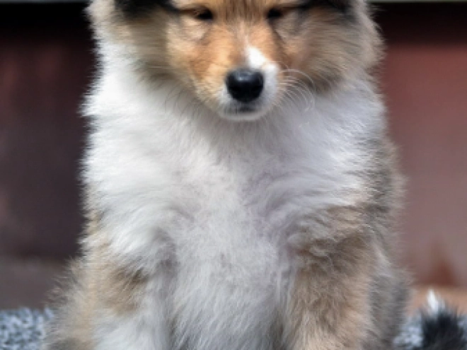 Collie Welpe kaufen