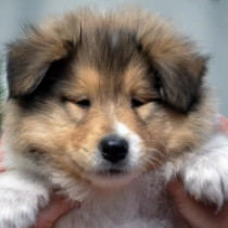 Shadow, golden sable Collie for sale