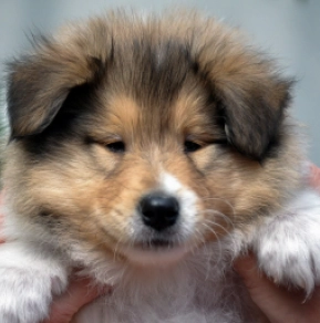 Perros Collie en venta