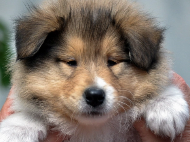 Collie Welpe kaufen