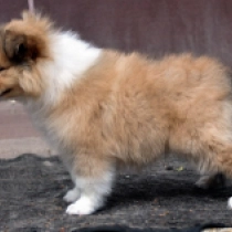 Sirius Star, golden sable Collie for sale