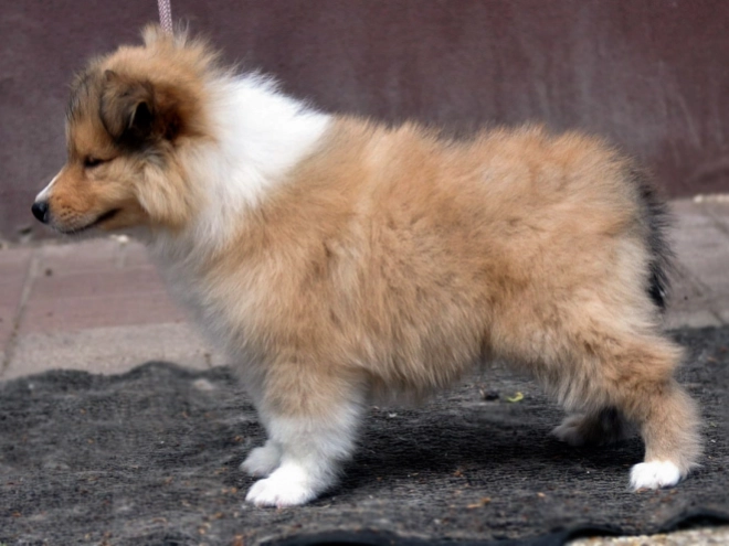 Collie Welpe kaufen