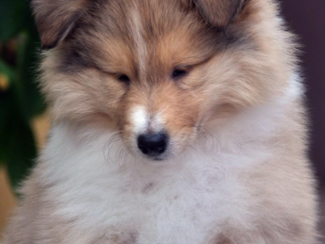 Collie Welpe kaufen