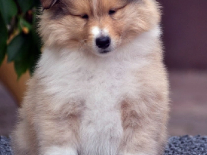 Collie Welpe kaufen